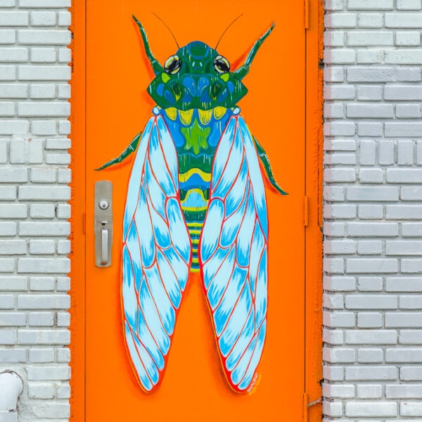 [Cicada] 2300 E. Douglas - by Delilah Reed and Maggie Gilmore - photo from 2016